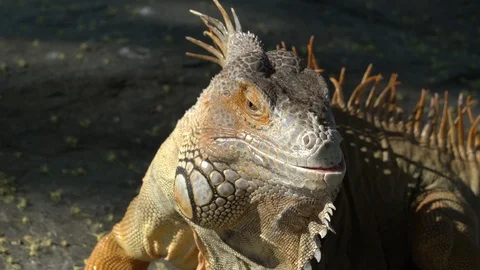 Tuatara badass Stock Footage 99499079