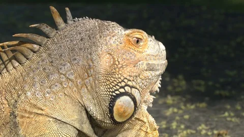 Tuatara close up Vídeos de archivo 99499049