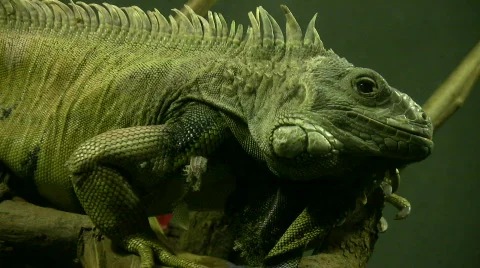 Tuatara 库存影片 304389