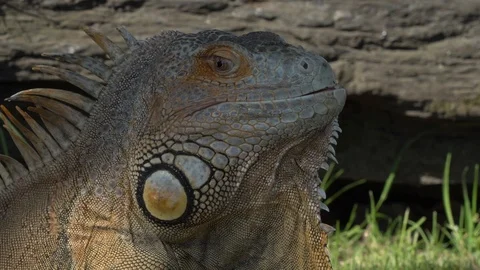 Tuatara Stock Footage 99499292