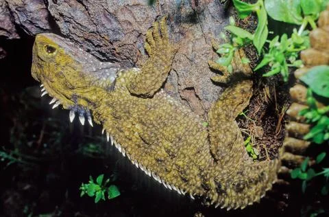 Tuatara. Foto stock