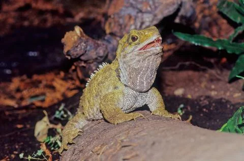Tuatara. Stock Photos