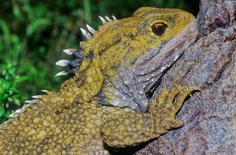 Tuatara. Stock Photos