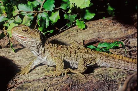 Tuatara. Stock Photos
