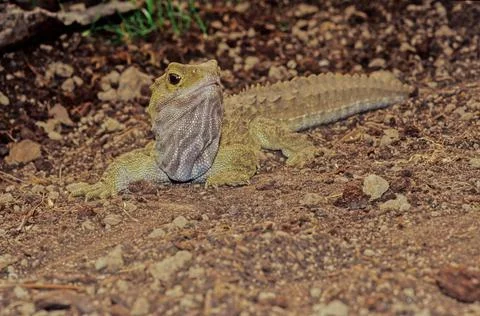 Tuatara. Stock Photos