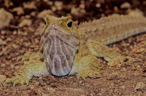 Tuatara. Foto stock