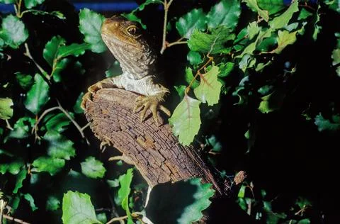 Tuatara. Stock Photos