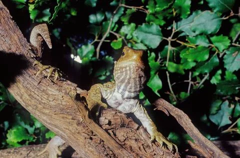 Tuatara. Stock Photos