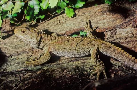 Tuatara. Stock Photos