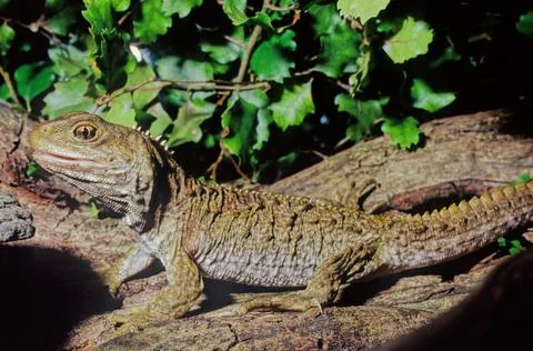 Tuatara. Stock Photos