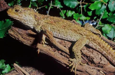 Tuatara. Stock Photos