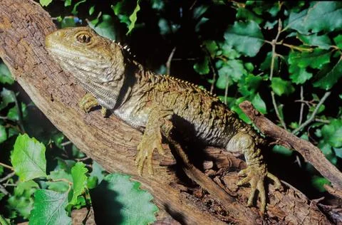 Tuatara. Foto stock