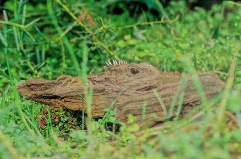 Tuatara. Stock Photos