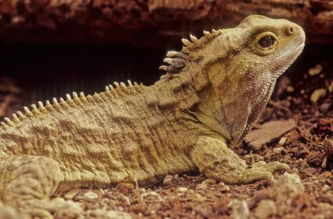 Tuatara. Stock Photos