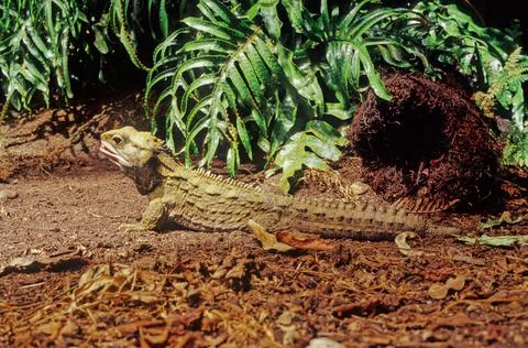 Tuatara. Stock Photos