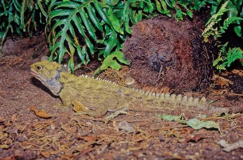 Tuatara. Stock Photos