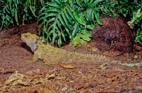 Tuatara. Stock Photos