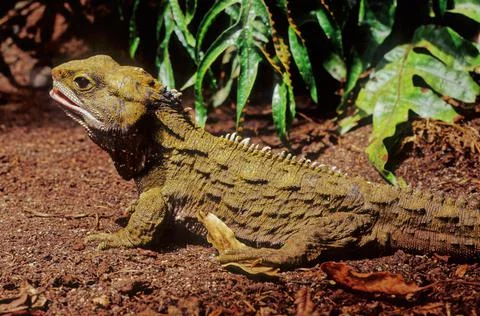 Tuatara. Stock Photos