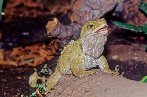 Tuatara. Stock Photos