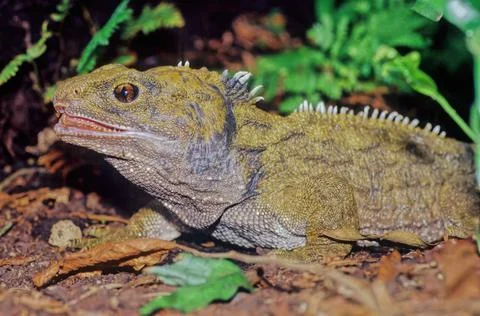 Tuatara. Foto stock