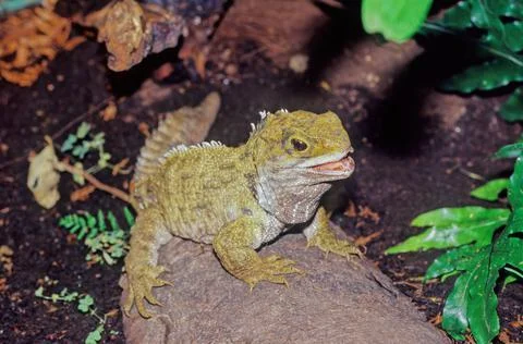 Tuatara. Stock Photos