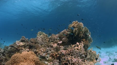 Tubbataha a coral reef with plenty fish 4k Stock Footage