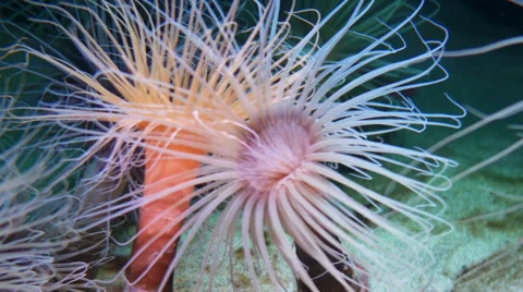 Tube anemone MS Vidéo 35544166