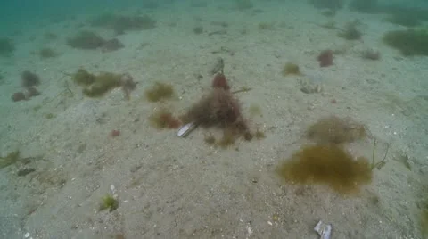 Tube worm closing Stock Footage 12462114