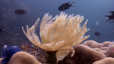 Tube worm in current at Koh Tao Thailand
Filmed with Canon HF G25 in Gates Stock Footage