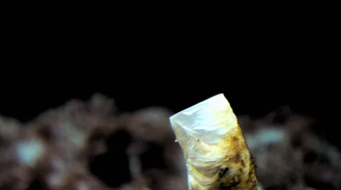 Tube Worm Stock Footage 66583466
