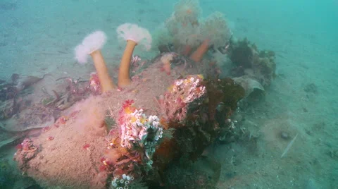 Tube worms Video stock 47952892