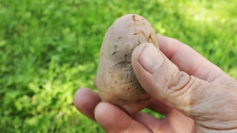 Tuber affected by bacterial decay Stock Footage 78685085