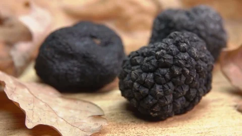 Tuber of black truffle rolls on oak leaves Stock Footage