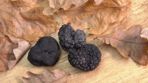 Tuber of black truffle rolls on oak leaves Stock Footage