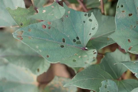 Tuber leaves Stock Photos