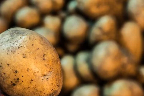 Tuber of potatoes in the foreground in the background of a blurred potato. Stock Photos