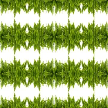 Tuber Sword Fern Seamless Pattern Background Stock Illustration
