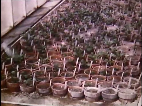 Tuber unit planting is shown as a process on farmland and in greenhouses toƒ Stock Footage 75280568