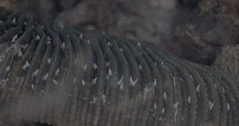 Tuberculate holothuria (Holothuria pardalis)  in  Raja Ampat Indonesia Stock Footage 108292071