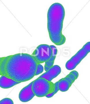 Tuberculosis bacteria, artwork Stock Illustration