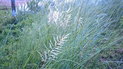 Tuberculosis Stock Photos