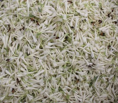 Tuberose bed Stock Photos