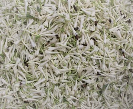 Tuberose bed Stock Photos