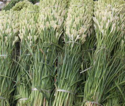 Tuberose bunch Stock Photos