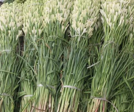 Tuberose bunch Stock Photos