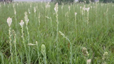 Tuberose Flower Field Stock-Footage 328528459