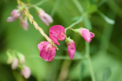 Tuberous pea in bloom closeup view with selective focus on foreground Foto stock