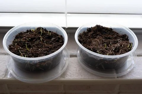 Tubs of Sprouting Cat Grass Growing on Windowsill Indoor Garden Stock Photos