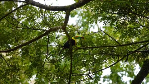 Tucan 2 Stock Photos