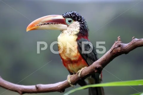 Tucan bird sitting on branch at the zoo Stock Photos